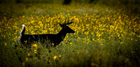 Deer with Sunflowers