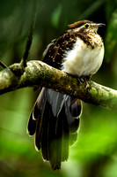 Panama Birds