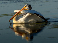 American White Pelican, Cheyenne Bottoms
