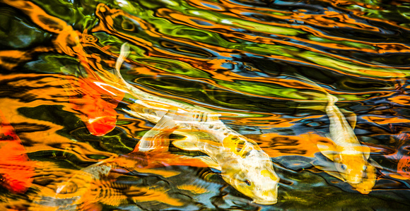 Koi with reflections