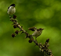 Pied Flycatchers and Red Kites