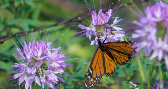 Monarch on Cleome