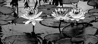 Black and White Waterlillies