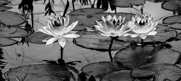 Black and White Waterlillies