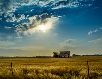 Central Kansas Wheatfield