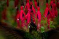 Hummingbird at Fuschia.