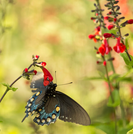 Spicebush Swallowtail
