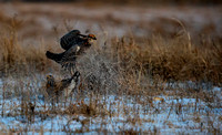 Greater Prairie Chickens