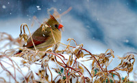 Female Cardinal in Snow.