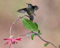 Ruby-Throated Hummingbird