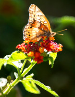 Variegated Frittilary