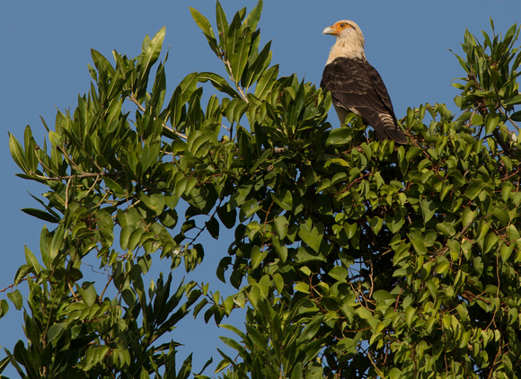 Yellow-headed Caracara