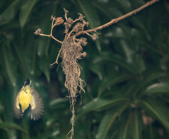 Common Tody Flycatcher