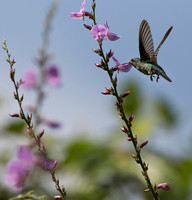 Sapphire-throated Hummingbird Male