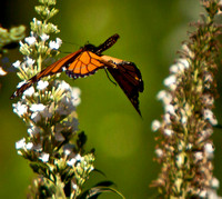 Monarch 3