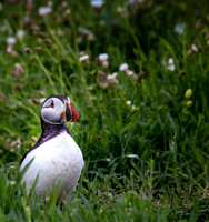 Puffins and other birds of Farne Island, UK.