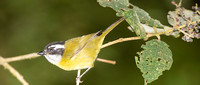 Sooty-capped Bush Tanager